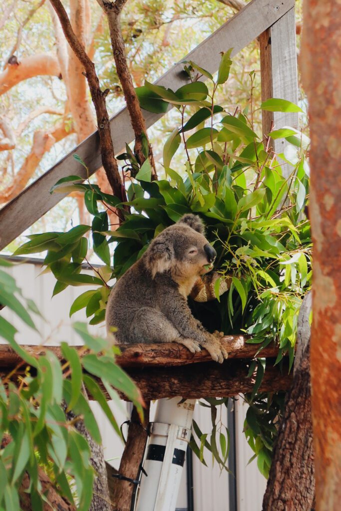 Gewonde koala in de Koala Hospital