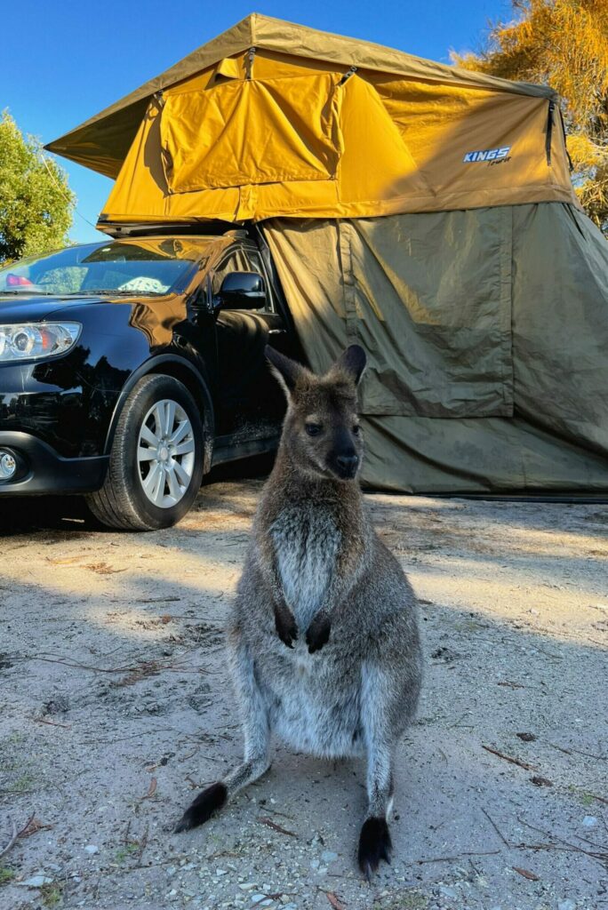 Wallaby op de camping in Narawntapu