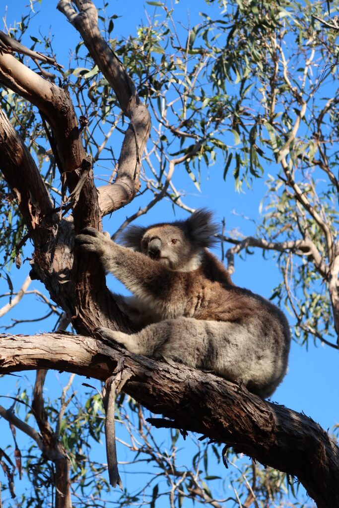 Koala op Raymond Island