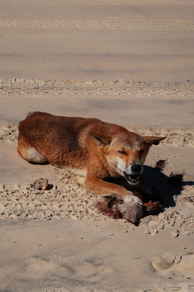 Dingo aan het eten op het strand