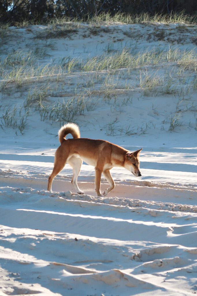 Dingo op strand van K'gari