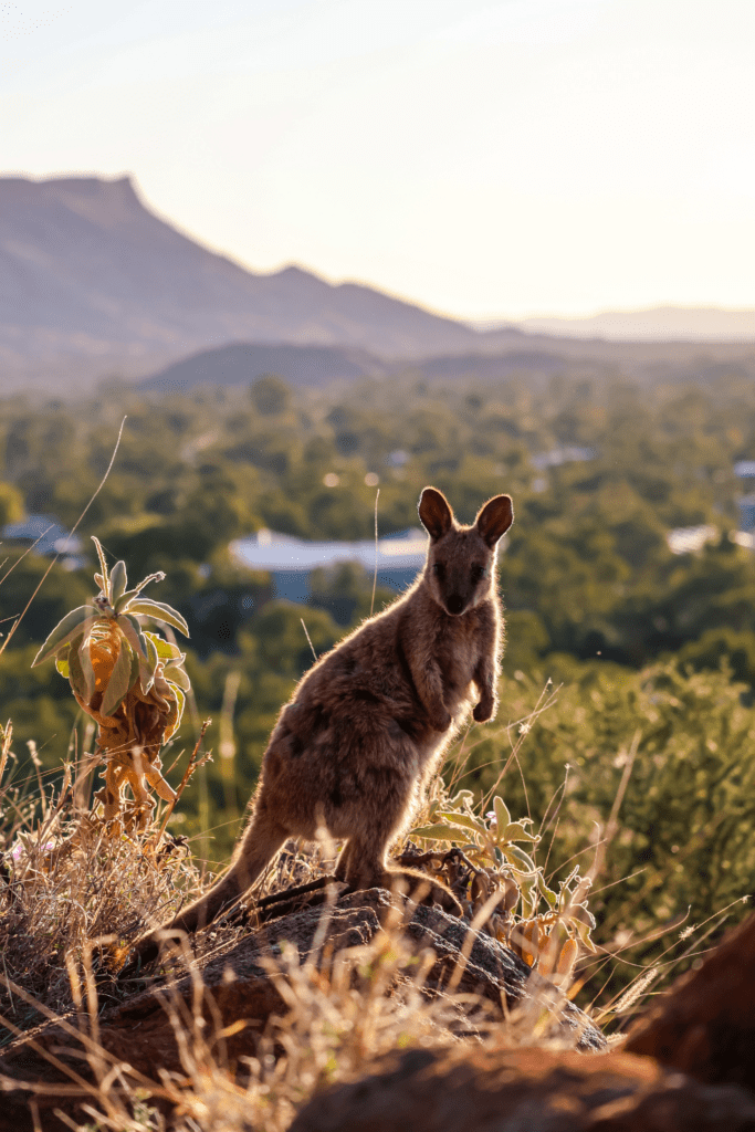Rock wallaby in Botanic Gardens Alice Springs