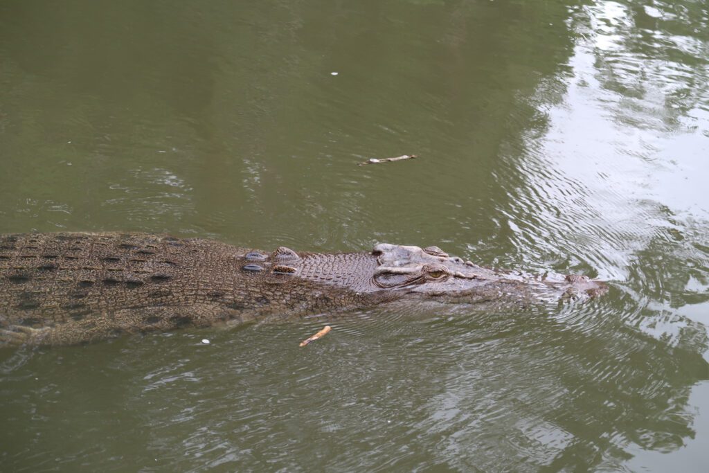 Krokodil Daintree Rainforest