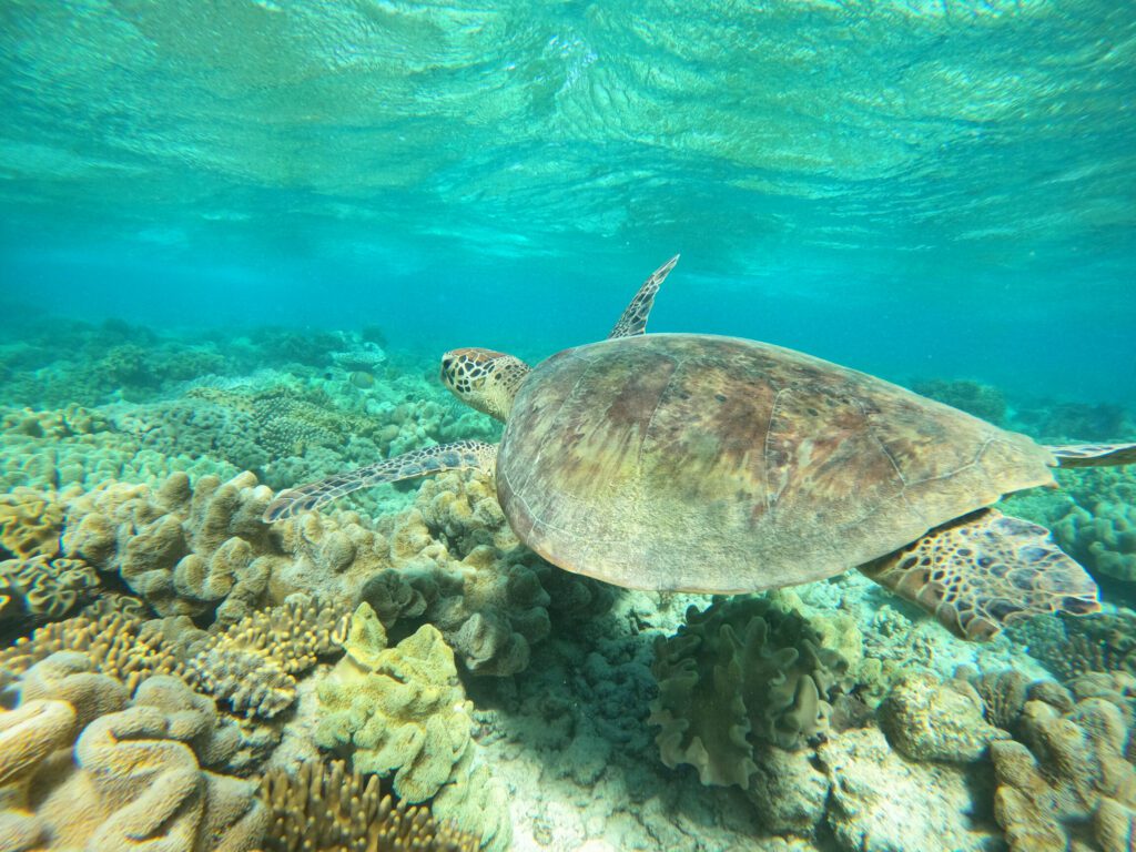 Schildpad Mackay Reef