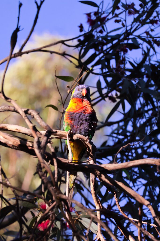 Vogel Botanic gardens Adelaide