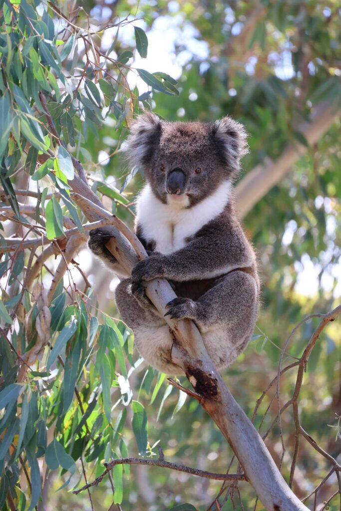 Koala op de camping