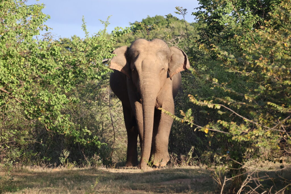 olifant in sri lanka
