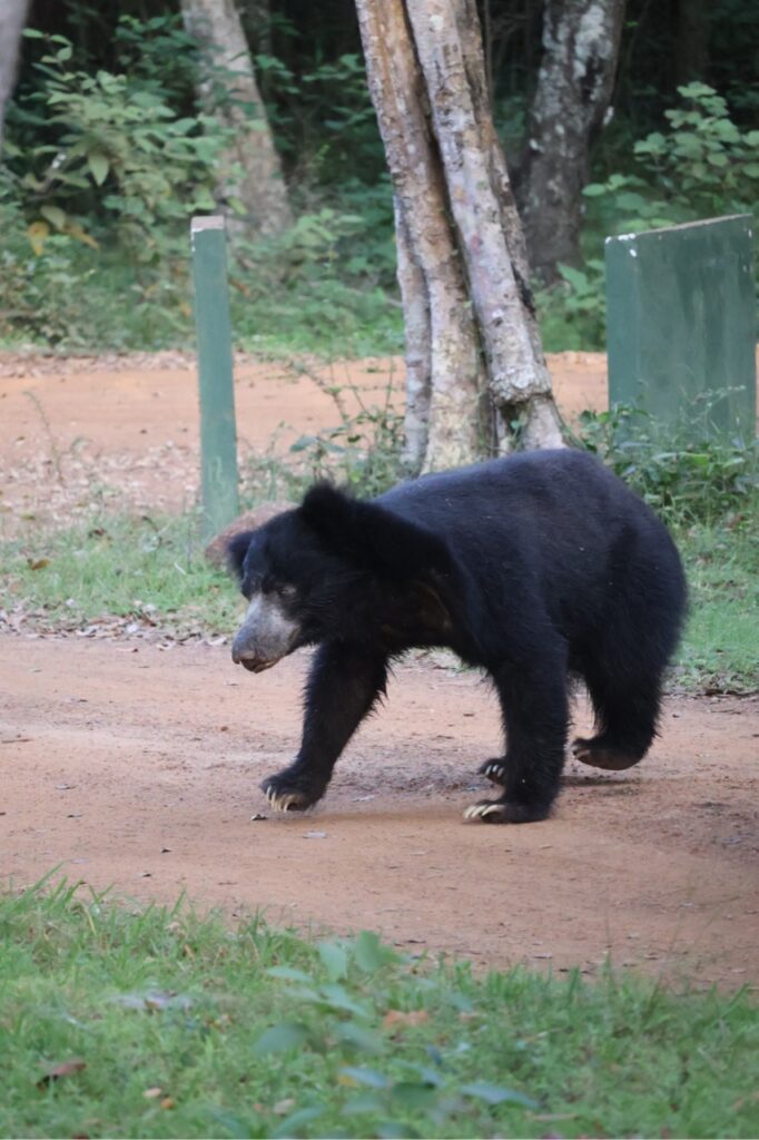 Lippenbeer Wilpattu