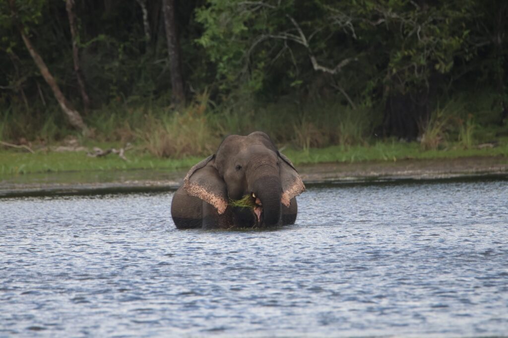 Olifant Wilpattu