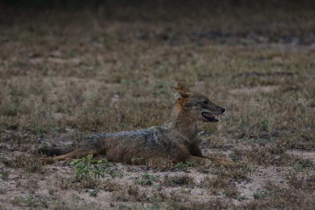 Golden Jackhals- Wilpattu