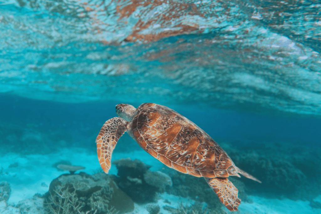 schildpad mackay reef