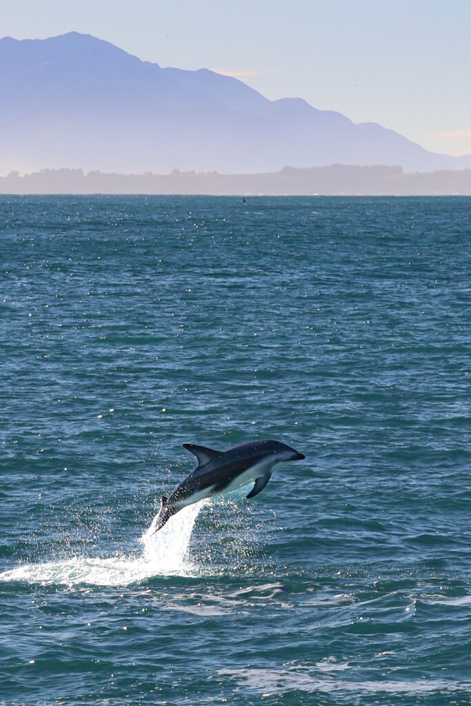 Kaikoura tour