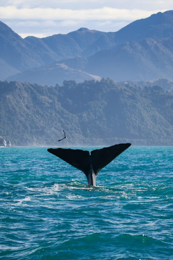 Kaikoura tour