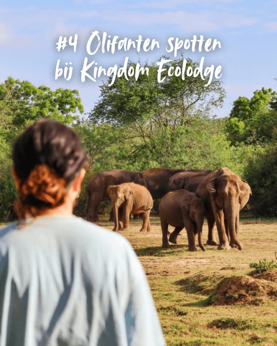 Kingdom Ecolodge